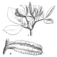 Winged Pea