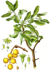 Yellow-berried Mistletoe