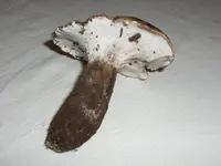 Boletopsis leucomelaena