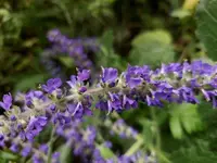 Ajuga macrosperma