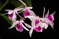 Unscented Dendrobium