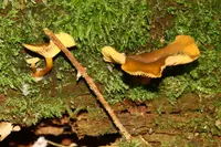 False Yellowfoot