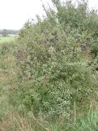 European privet