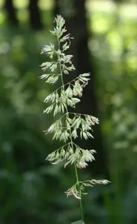 reed canarygrass