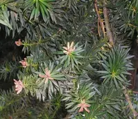 Chilean podocarp
