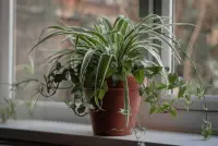 Chlorophytum comosum
