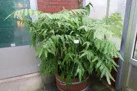 Adiantum polyphyllum