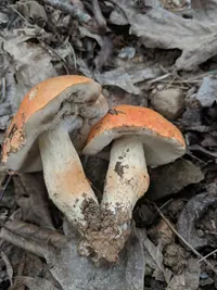 Burnt-orange Bolete
