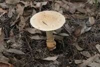 Ocher-Gilled Barefoot Lepidella (Amanita ochrophylla) plant