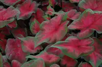 Fancy-leaf Caladium (Caladium 'Postman Joyner') plant
