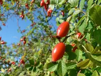 dog rose