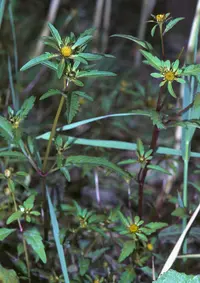 threelobe beggarticks