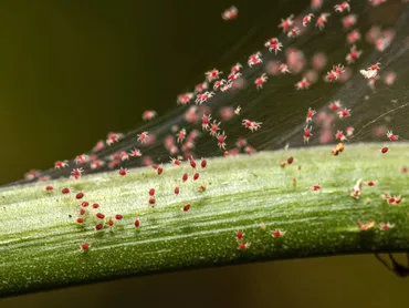 Red Spider Mites