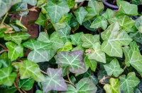 Hedera helix leaf