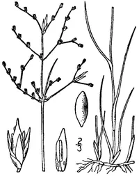 brownfruit rush