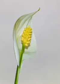 Peace Lily (Spathiphyllum wallisii) plant