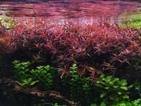 Piedmont primrose-willow (Ludwigia arcuata) plant