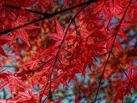 Acer palmatum in fall
