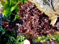 Irish moss (Chondrus crispus) plant