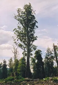 mountain-ash (Eucalyptus regnans) plant