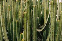 Elephant cactus (Pachycereus pringlei) plant