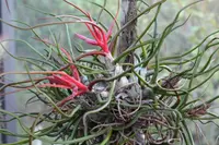 Bulbous airplant (Tillandsia bulbosa) plant