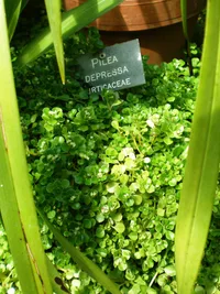 Baby Tears (Pilea depressa) plant