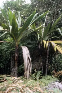 Basselinia pancheri (Basselinia pancheri) plant