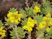 Aeonium simsii