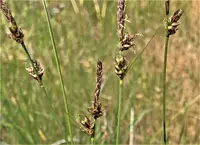 long-stolon sedge (Carex inops) plant