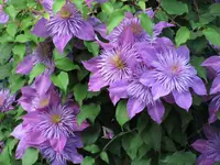 Clematis