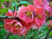 Maule's quince