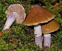 wrinkled webcap (Cortinarius elatior) plant