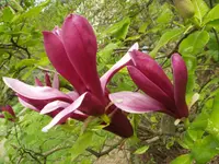 Lily magnolia
