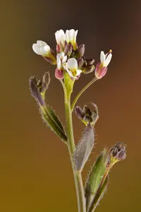 hairy rockcress