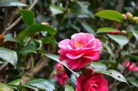 Camellia japonica blooms