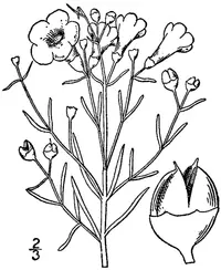 saltmarsh false foxglove