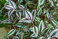 Wandering Jew