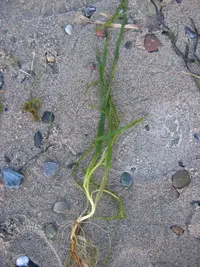 Eelgrass