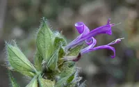 Dicliptera peruviana (Dicliptera peruviana) plant