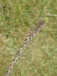 devil's horsewhip