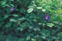 Butterfly pea