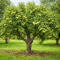 Malus domestica 'Granny Smith' tree