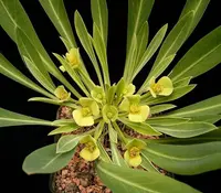 Pine cone plant