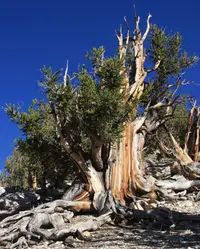 Great Basin Bristlecone Pine