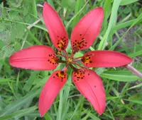 wood lily