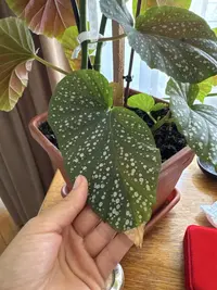 Polka Dot Begonia photo by a Botan App user