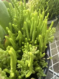 Rattail crassula photo by a Botan App user