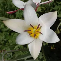 lady tulip (Tulipa clusiana) plant