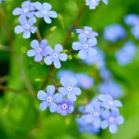 Siberian bugloss